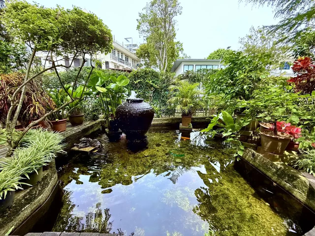 Fish pond in the garden
