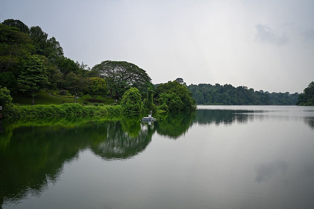 Still water and forested banks at MacRitchie Reservoir Park
